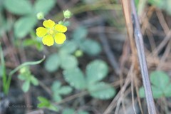 Potentilla sundaica